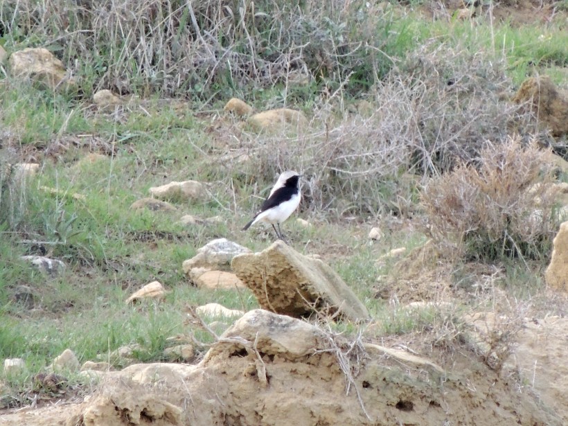 Finsch's Wheatear Agios Sozomenos January 1st 2014 (c) Cyprus Birding Tours