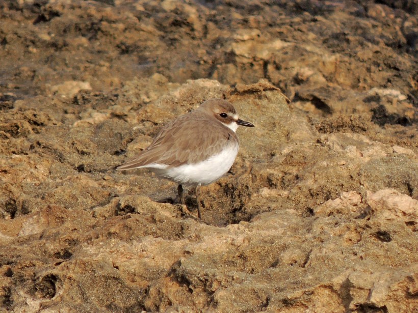 Greater Sand Plover Agia Trias January 4th 2014 (c) Cyprus Birding Tours
