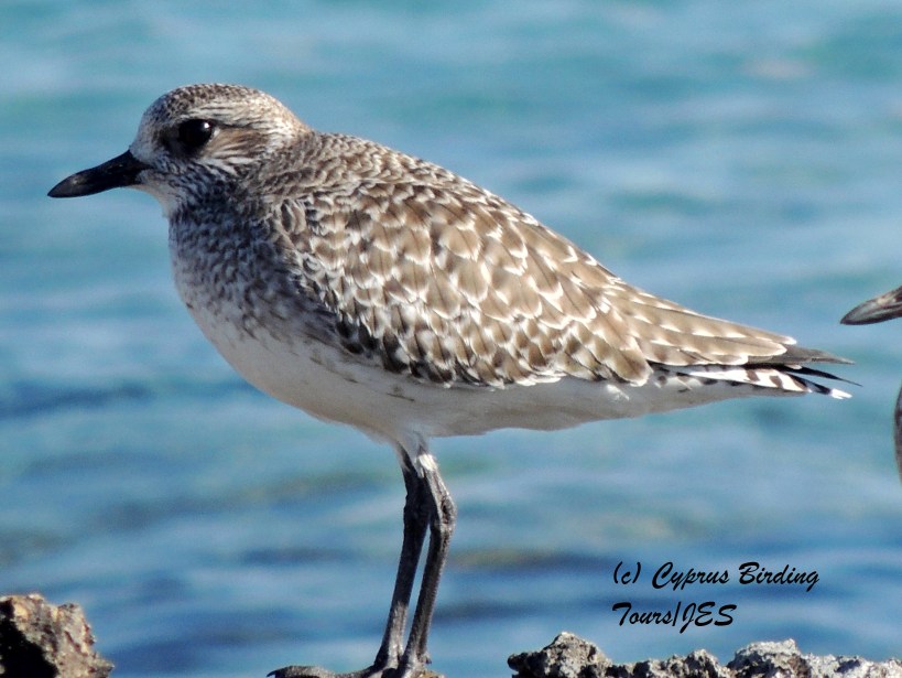 Grey Plover Agias Trias January 29th 2014 (c) Cyprus Birding Tours