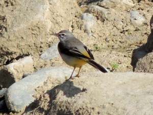 Grey Wagtail Finikaria January 7th 2014 (c) Cyprus Birding Tours