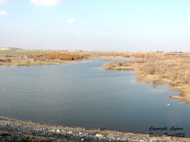 Kiti Dam January 15th 2014 (C) Cyprus Birding Tours
