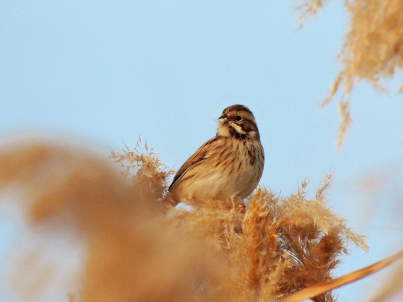 Reed Bunting  Larnaca Salt Lake January 2nd 2014 (c) Cyprus Birding Tours