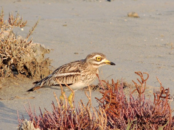 Stone Curlew Larnaca 15th January 2014 (c) Cyprus Birding Tours