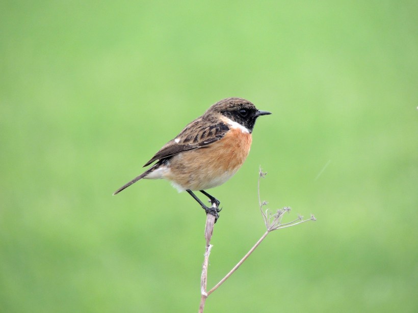Stonechat Paphos Sewage Works January 3rd 2014 (c) Cyprus Birding Tours