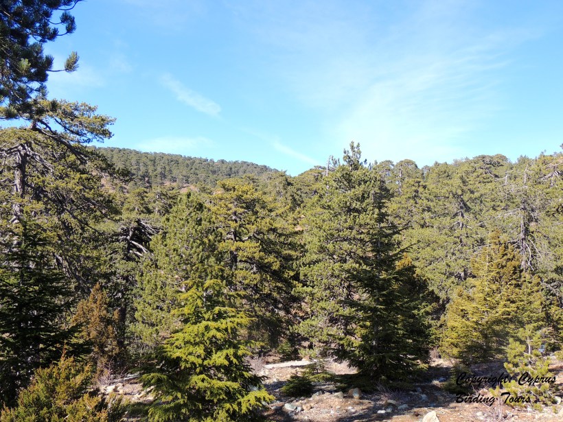 Troodos January 19th 2014 (c) Cyprus Birding Tours
