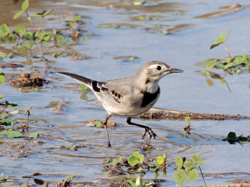 White Wagtail Athalassa January 1st 2014 (c) Cyprus Birding Tours