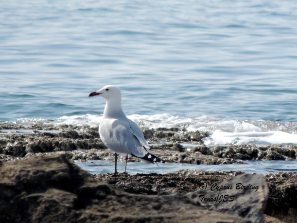 Audouin's Gull Kermia Beach February 28th 2014 (c) Cyprus Birding Tours