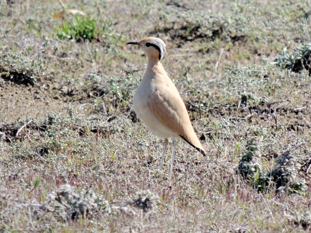 Cream-coloured Courser Akrotiri Gravel Pits February 26th 2014 (c) Cyprus Birding Tours