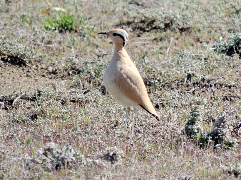 Cream-coloured Courser Akrotiri Gravel Pits February 26th 2014 (c) Cyprus Birding Tours
