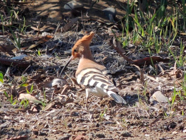 Eurasian Hoopoe Petounta Point February 18th 2014 (c) Cyprus Birding Tours
