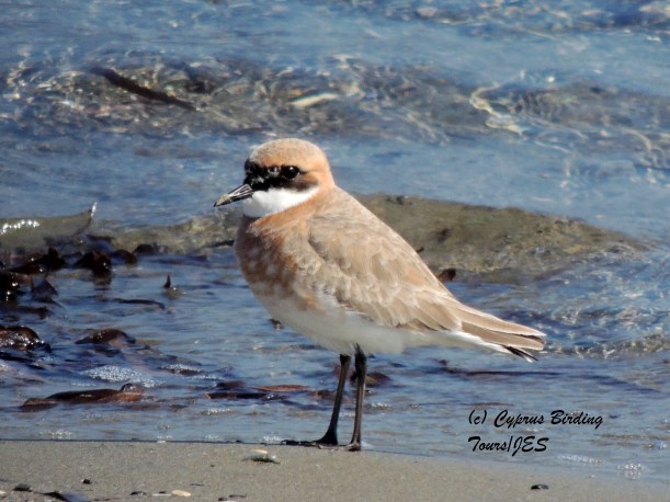 Greater Sand Plover  Meneou Beach 20th February 2014 (c) Cyprus Birding Tours