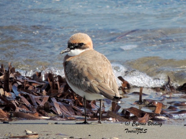 Greater Sand Plover  Meneou Beach 20th February 2014 (c) Cyprus Birding Tours