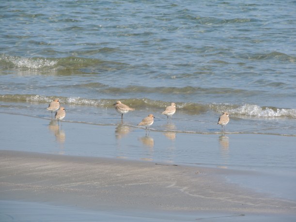 Greater Sand Plover  Meneou Beach 20th February 2014 (c) Cyprus Birding Tours