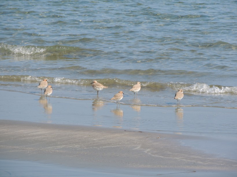 Greater Sand Plover  Meneou Beach 20th February 2014 (c) Cyprus Birding Tours