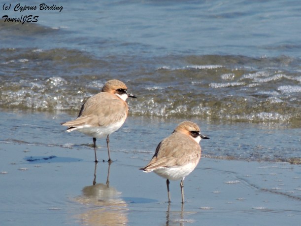 Greater Sand Plover  Meneou Beach 20th February 2014 (c) Cyprus Birding Tours