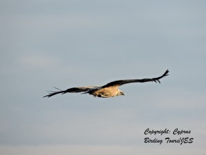 Griffon Vulture Kensington Cliffs February 1st 2014  (c) Cyprus Birding Tours