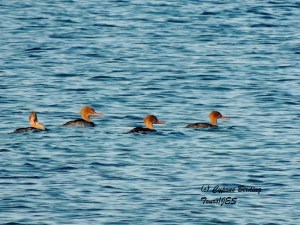 Red-breasted Merganser Agia Trias 18th February 2014 (c) Cyprus Birding Tours