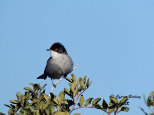 Sardinian Warbler Paphos Headland 5th February 2014 (c) Cyprus Birding Tours
