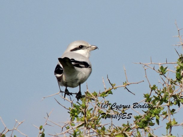 Steppe Grey Shrike Pervolia 16th February 2014 (c) Cyprus Birding Tours