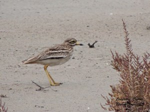 Stone Curlew Larnaca 2nd February 2014  (c) Cyprus Birding Tours