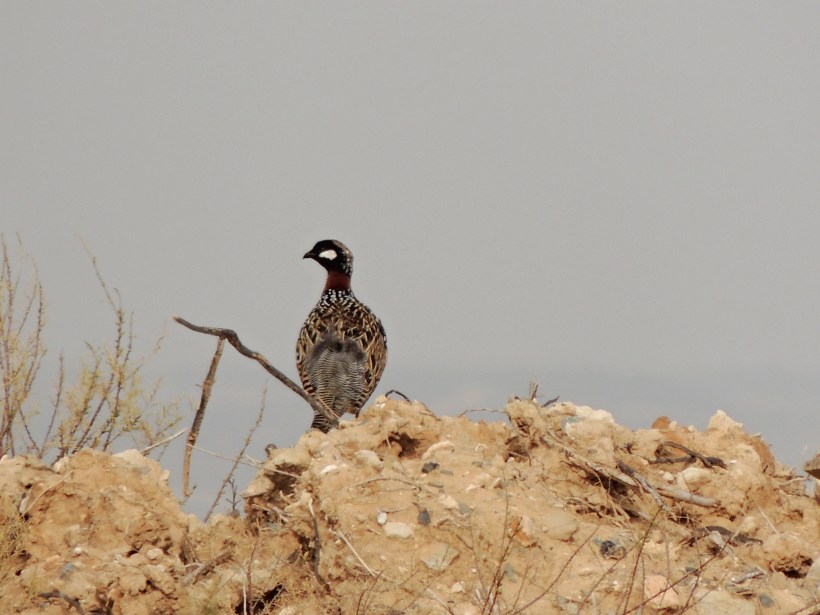 Black Francolin Larnaca Sewage Works 2nd March 2014 (c) Cyprus Birding Tours