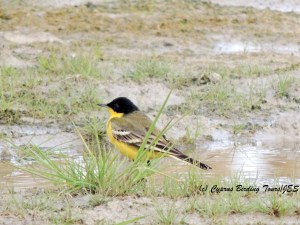 Black-headed Wagtail Petounta 3rd March 2014 (c) Cyprus Birding Tours