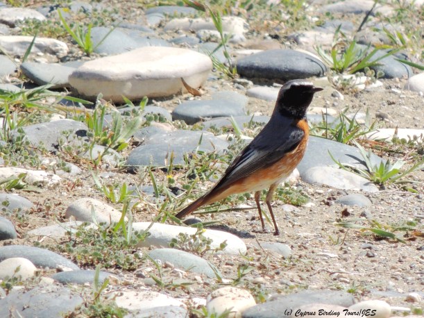 Common (Ehrenberg's) Redstart, Petounta Point March 20th 2014 (c) Cyprus Birding Tours