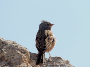 Cretzschmar's Bunting Cape Greco 5th March 2014 (c) Cyprus Birding Tours