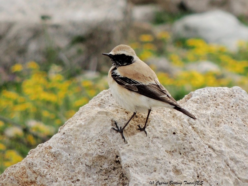 Desert Wheatear Paphos Headland 7th March 2014 (c) Cyprus Birding Tours