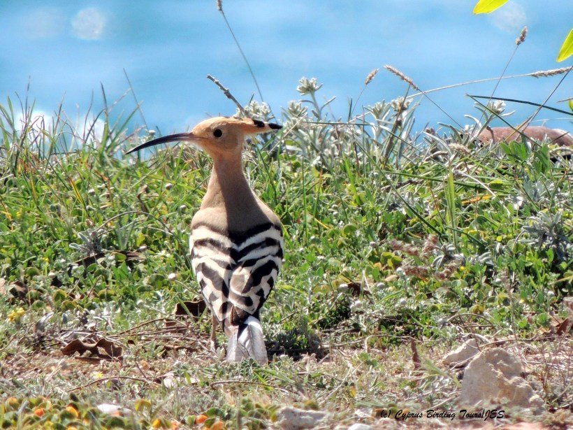 Eurasian Hoopoe Petounta Point March 20th 2014 (c) Cyprus Birding Tours
