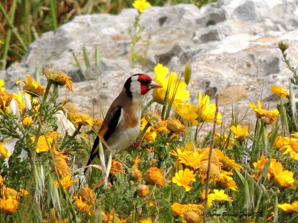 Goldfinch Cape Greco 17th March 2014  (c) Cyprus Birding Tours
