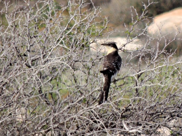 Great Spotted Cuckoo Cape Greco 17th March 2014  (c) Cyprus Birding Tours