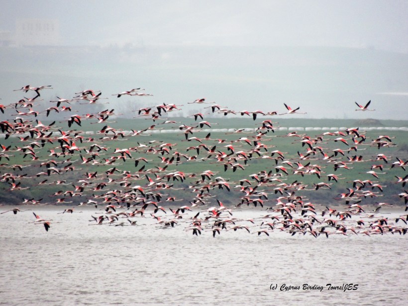 Greater Flamingo Larnaca Salt Lake March 13th 2014  (c) Cyprus Birding Tours