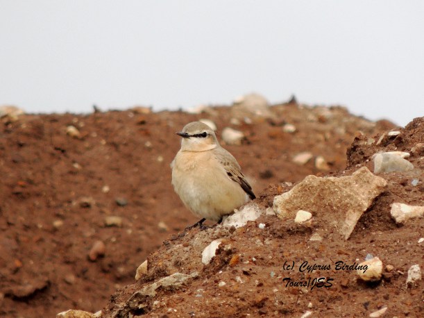 Isabelline Wheatear  Petounta Point 1st March 2014 (c) Cyprus Birding Tours