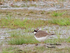 Little Ringed Plover Petounta 3rd March 2014 (c) Cyprus Birding Tours