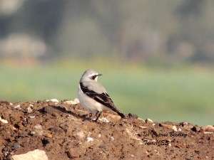 Northern Wheatear Petounta 3rd March 2014 (c) Cyprus Birding Tours