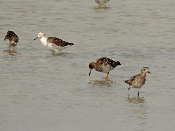Ruff and Golden Plover Spiros Pool 2nd March 2014. (c) Cyprus Birding Tours