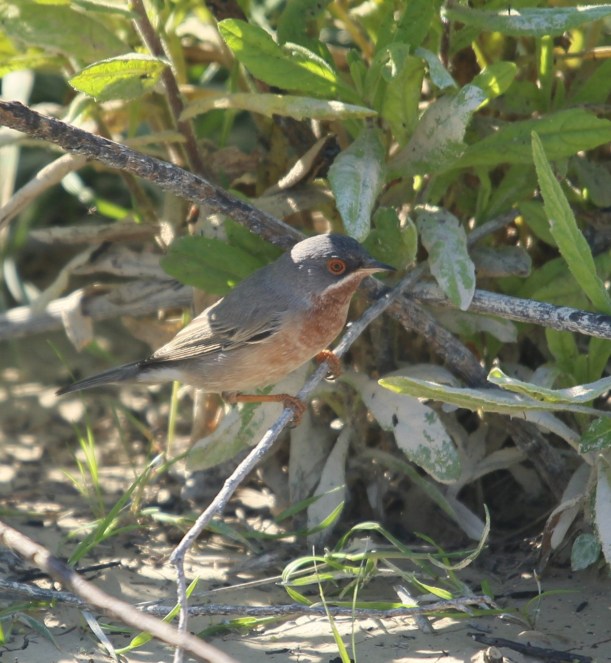 Subalpine Warbler Cape Drepanum March 19th (c) Carl Hughes