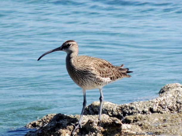 Whimbrel Larnaca Airport Coast March 20th 2014 (c) Cyprus Birding Tours
