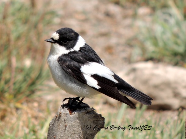 Collared Flycatcher Agios Georgios Church, Akrotiri 9th April 2014 (c) Cyprus Birding Tours
