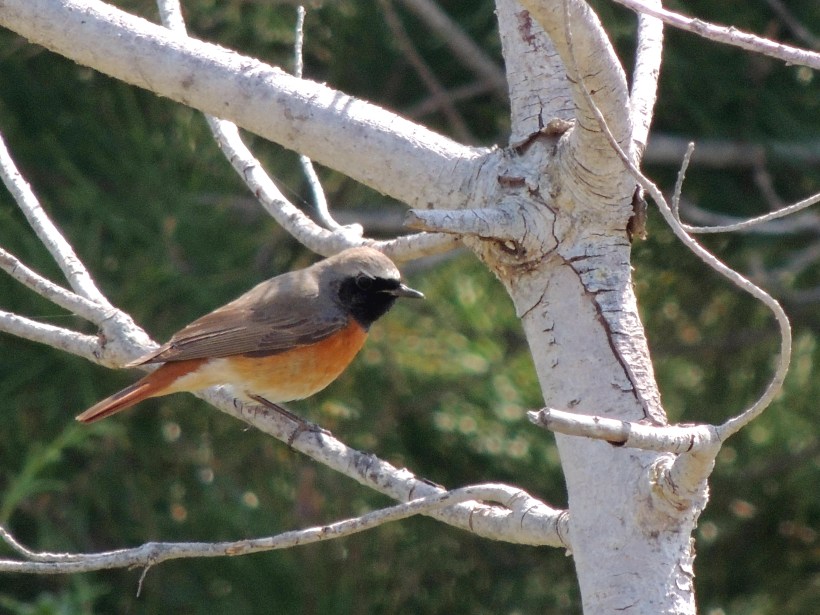 Common Redstart Agios Georgios Church April 4th 2014 (c) Cyprus Birding Tours