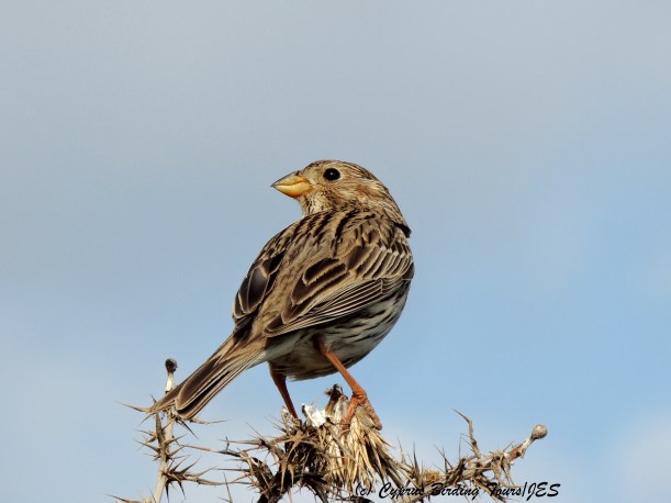 Corn Bunting Anarita Park 31st March 2014  (c) Cyprus Birding Tours