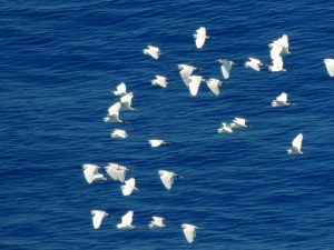Little Egret migrating Cape Greco 22nd April 2014 (c) Cyprus Birding Tours