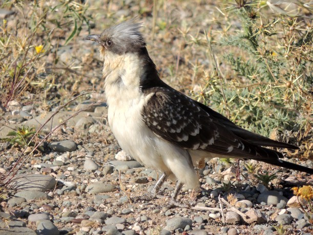 Great Spotted Cuckoo Anarita Park 17th April 2014 (c) Cyprus Birding Tours