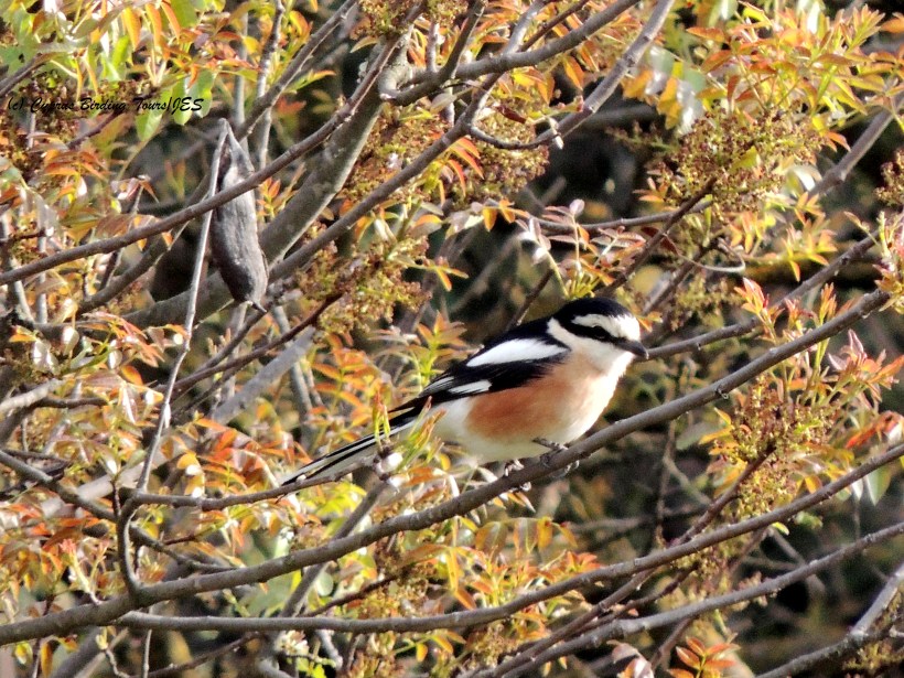 Masked Shrike Panagia Stazousa April 3rd 2014 (c) Cyprus Birding Tours