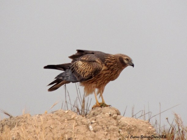 Montagu's Harrier Kivisilli Fields April 19th 2014 (c) Cyprus Birding Tours