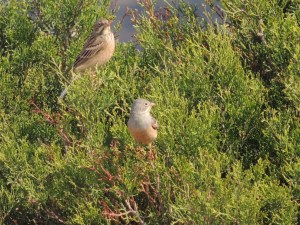 Ortolan Bunting Cape Greco 22nd April 2014 (c) Cyprus Birding Tours