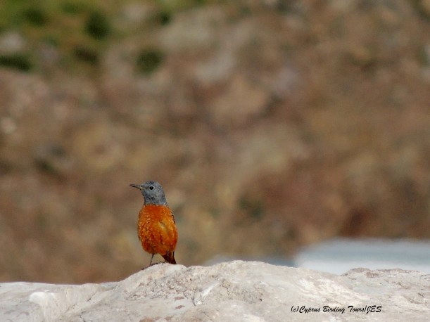 Rufous-tailed Rock Thrush Anarita Park March 31st 2014 (c) Cyprus Birding Tours