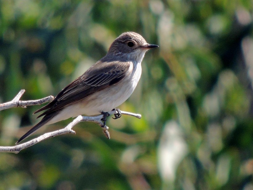 Spotted Flycatcher Agios Georgios Church April 30th 2014 (c) Cyprus Birding Tours