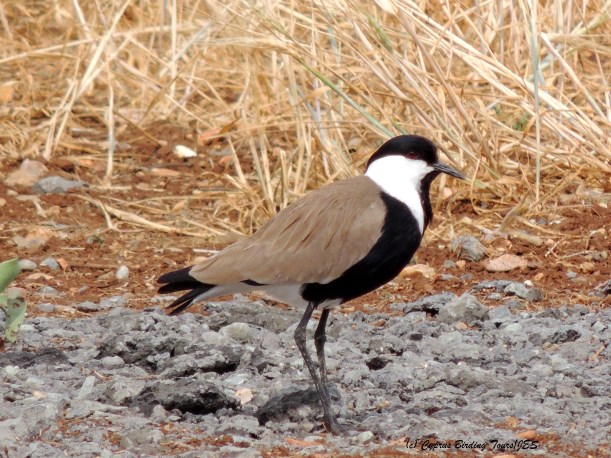 Spur-winged Lapwing Larnaca 19th April 2014 (c) Cyprus Birding Tours